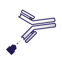 Antibody – Antigen Interactions